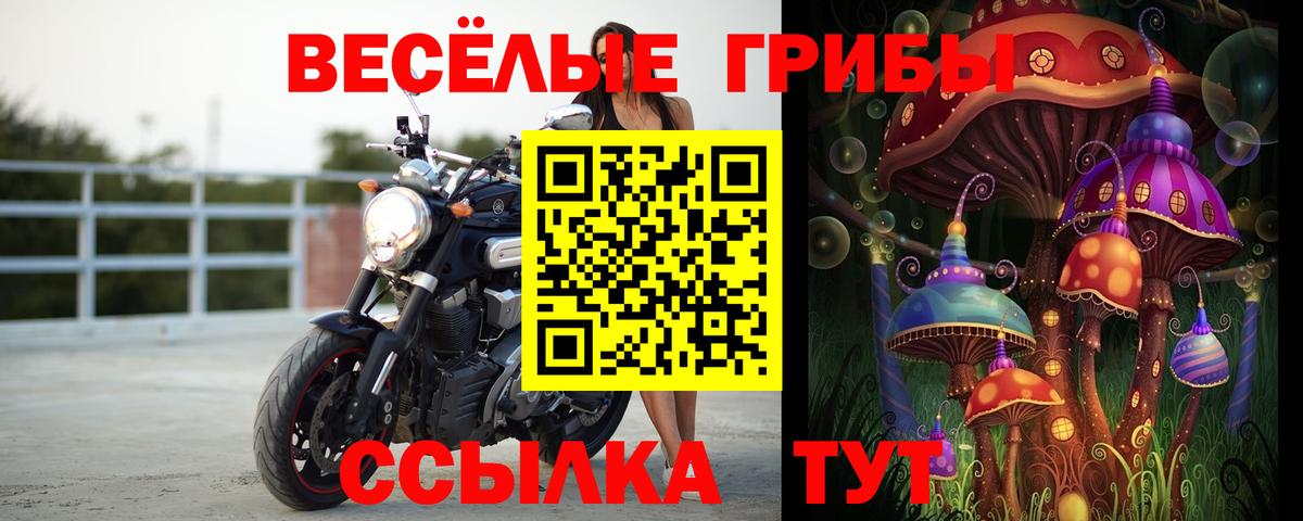 Псилоцибиновые грибы Psilocybine cubensis  Мценск 